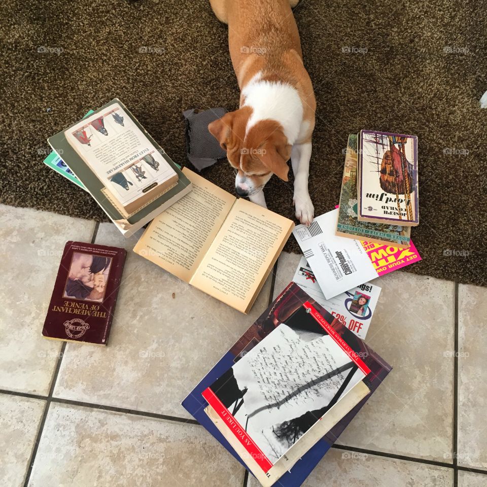 A dog reads from her books in an attempt to learn all that she can. 