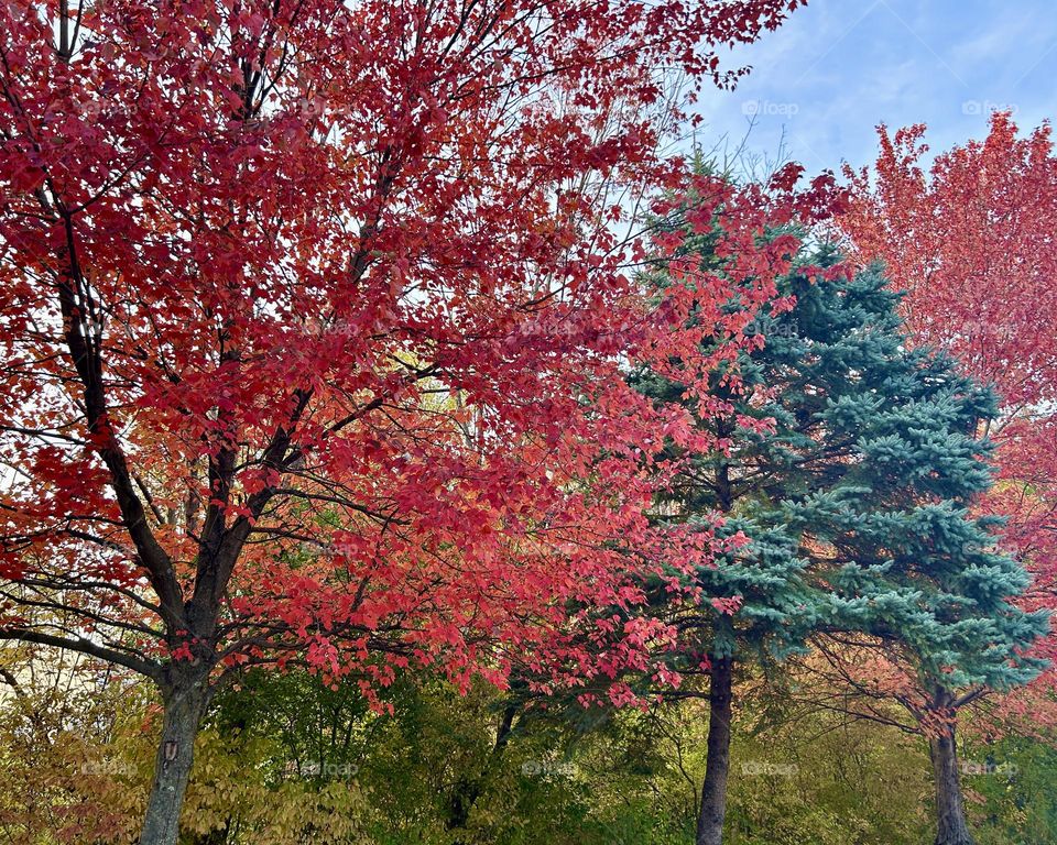 Beautiful colors of leave changing colors