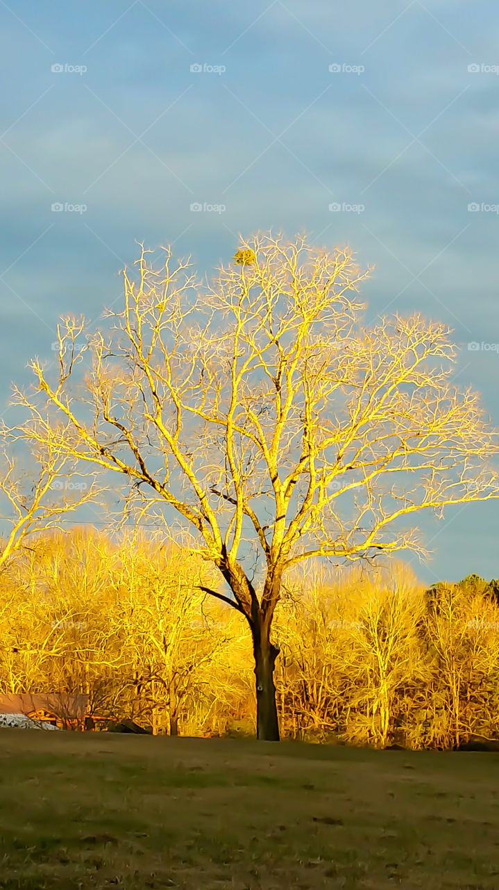 autumn color sunset on bare leaf tree