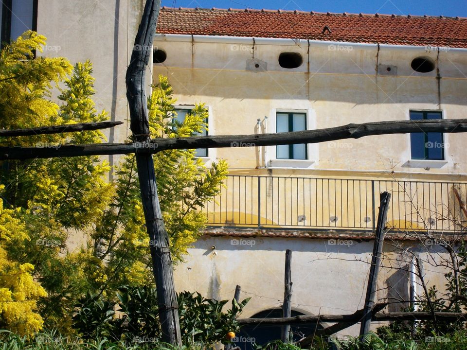 Lemon grove gracefully placed near a serene Italian residence