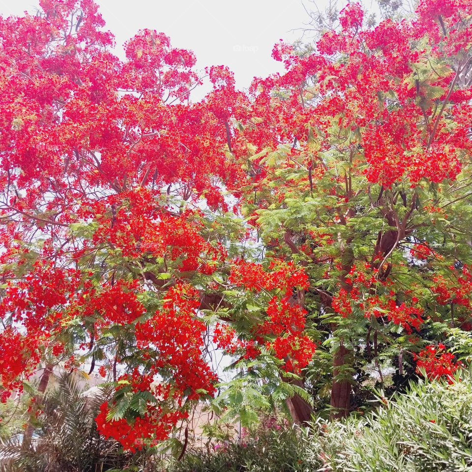 Red rose trees in Egypt