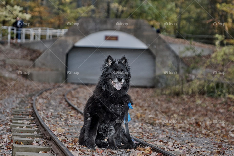dog on the train track, a day out of Fall enjoying good company