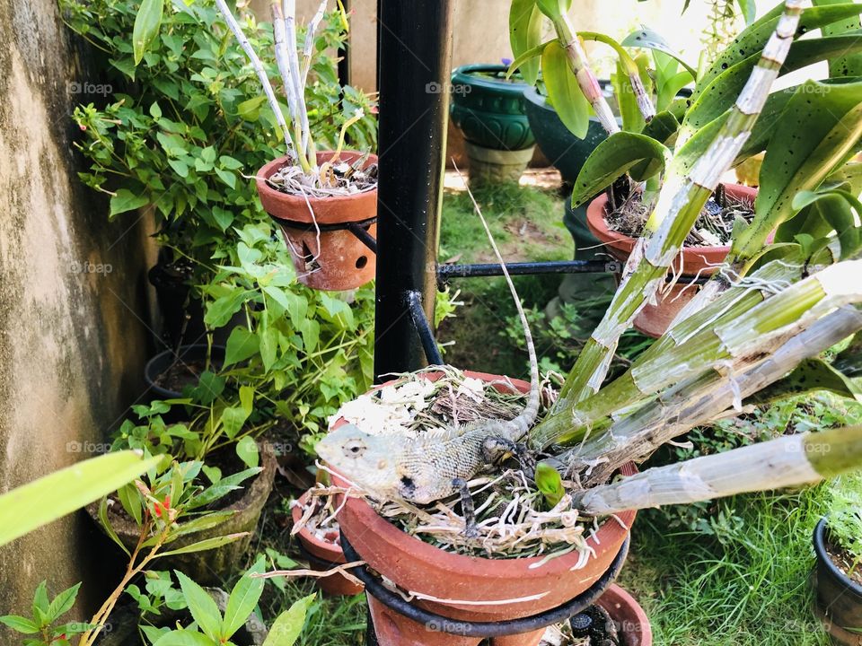 Lizard home garden 