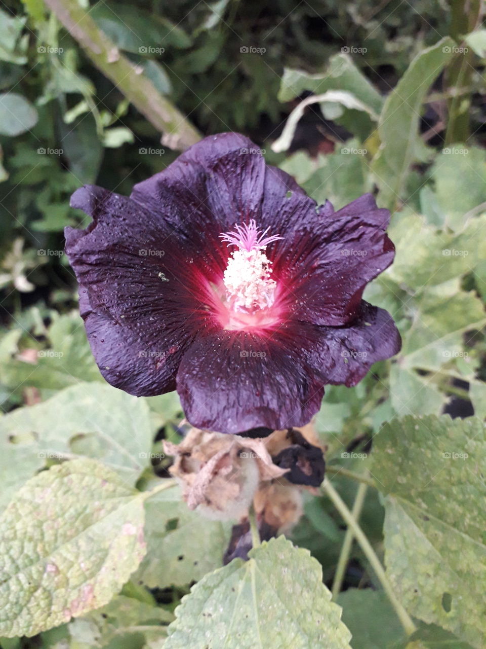 black mallow flower