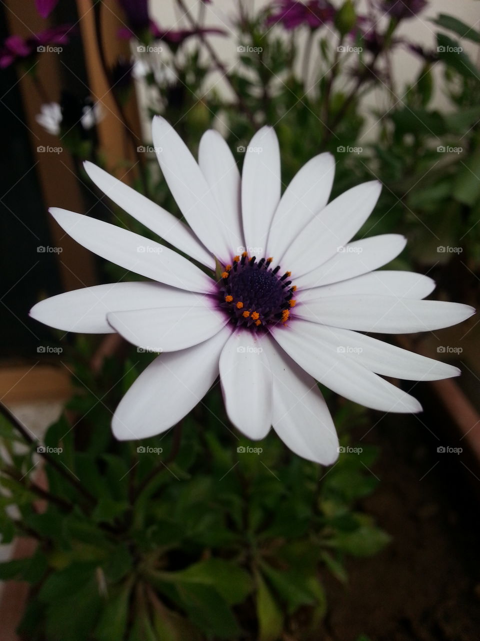 Hello
Please like my pictures and follow me
Thank you