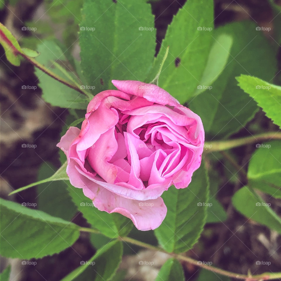 A pink French rose begins to bloom on a background of green leaves. Square image 