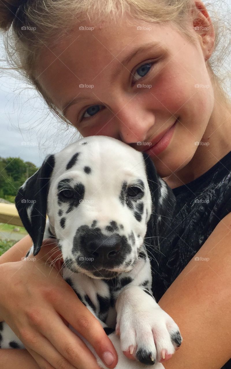 Dalmatian puppy