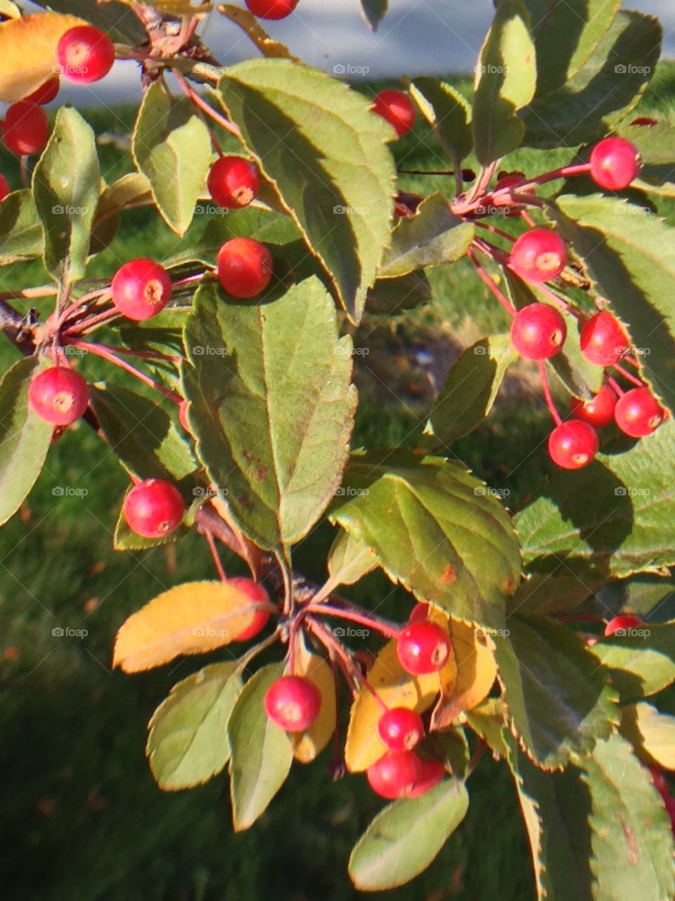 Closeup of red berries and leaves