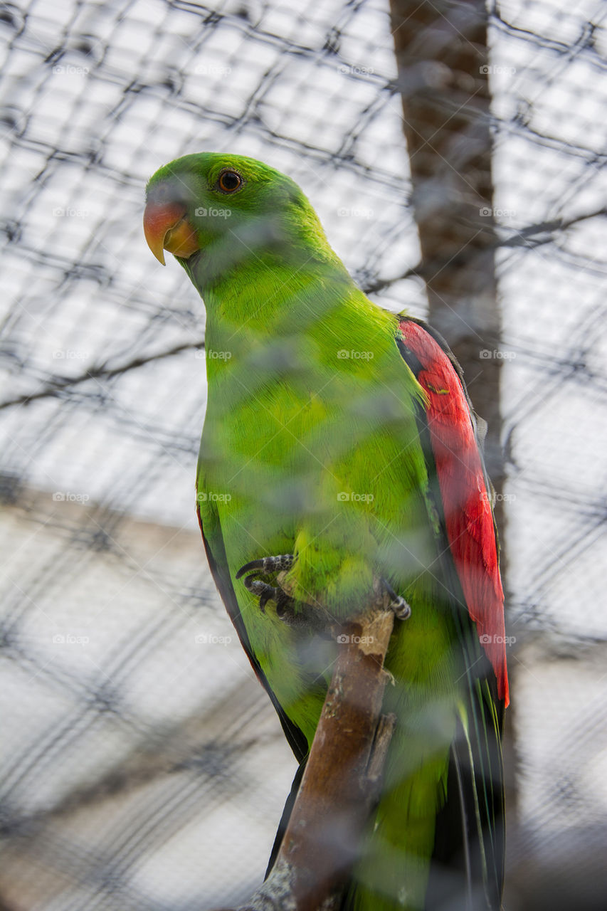 parrot in cage