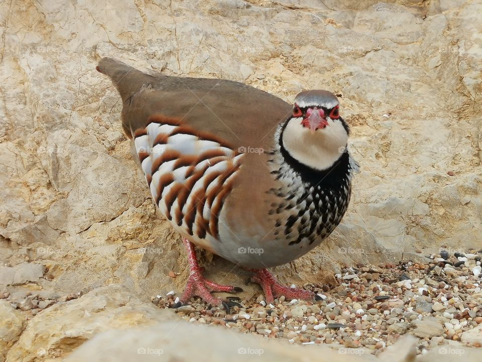 Grey partridge looking at camera