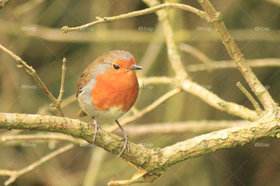 Bird perching on tree branch