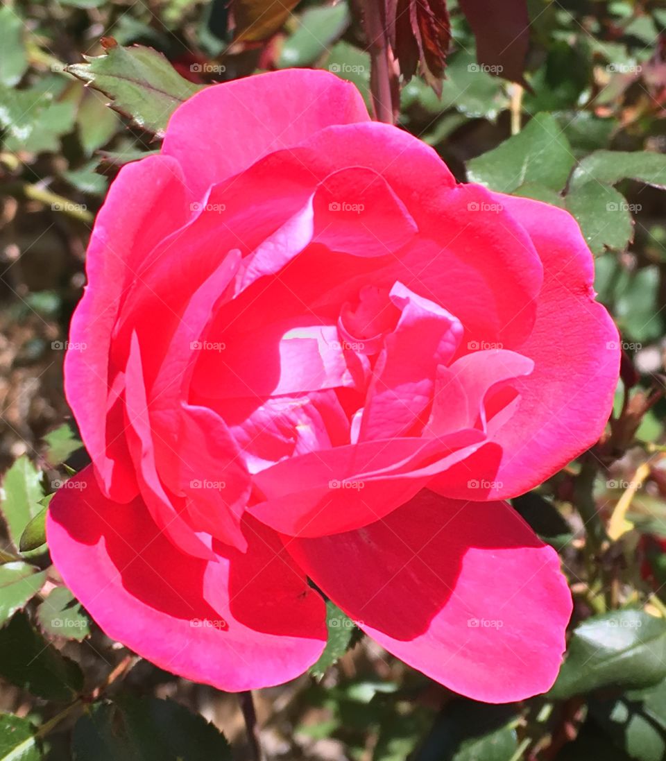 Hot pink knockout rose.