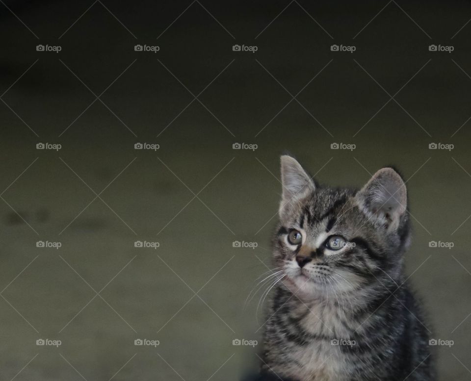 Kitten love. Photoshoot with Michigan-born kittens