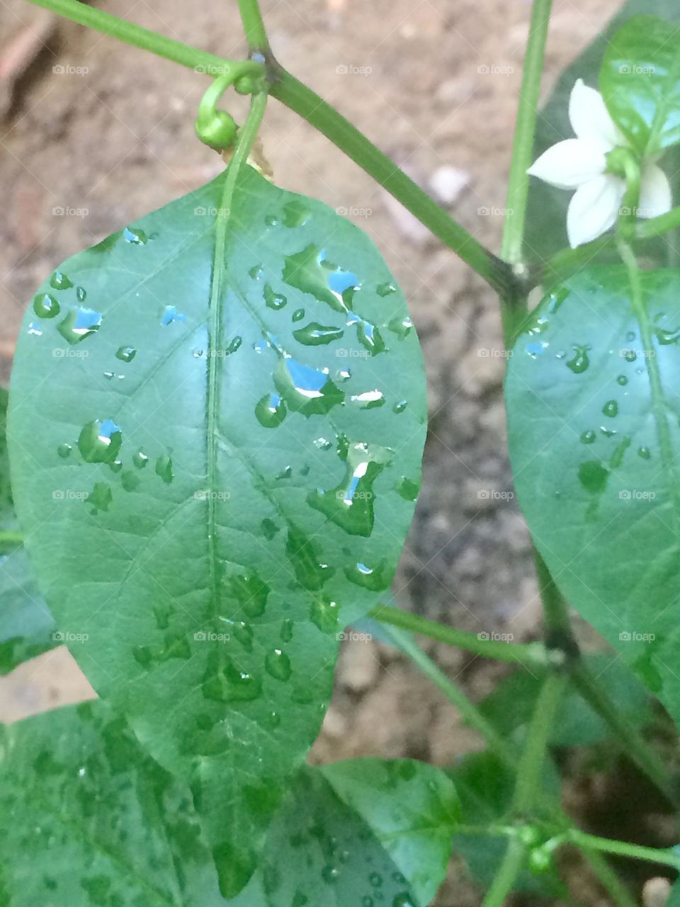 Drops on leaf after rain
