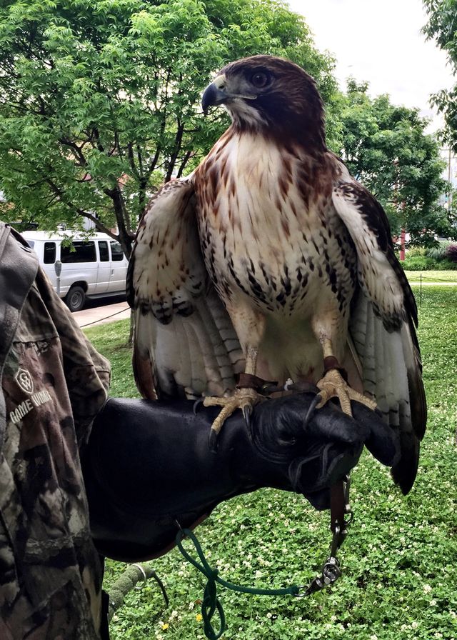 Red -Tailed Hawk