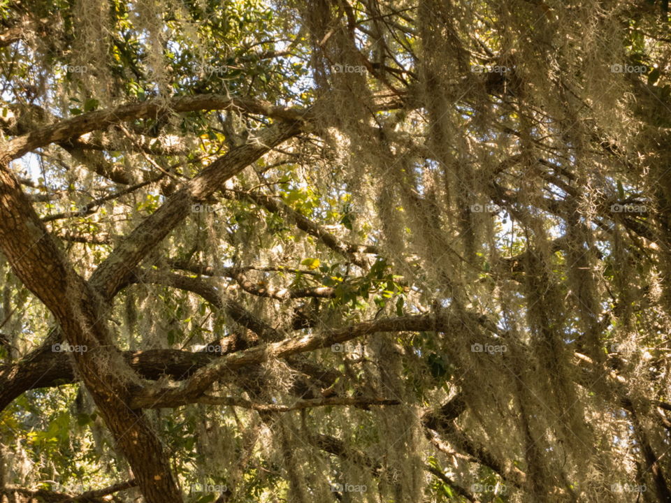 Spanish moss