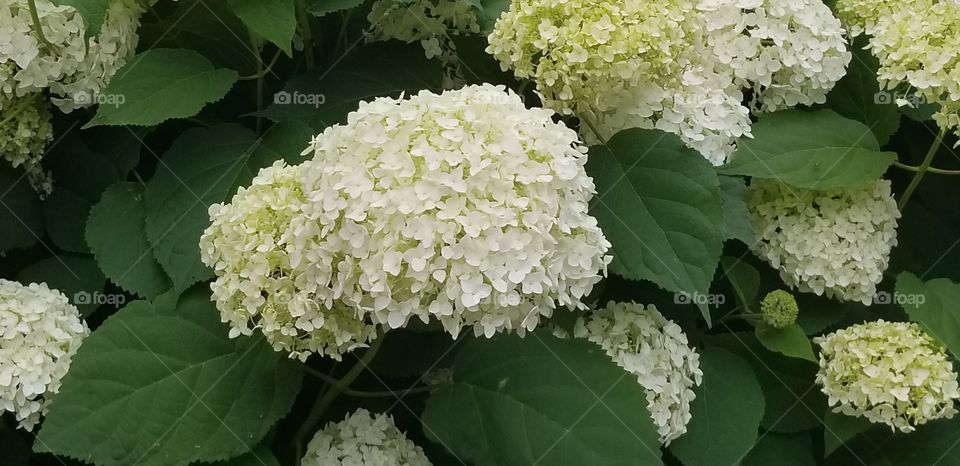 Nice White Flower