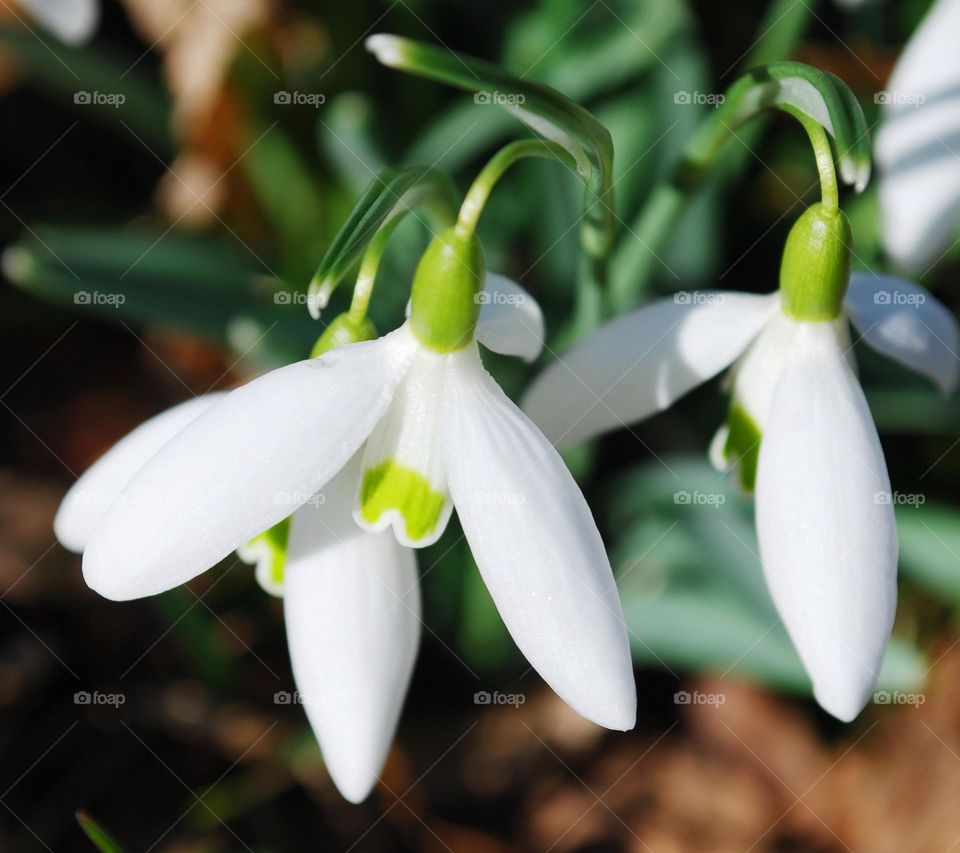 Snowdrops flowers