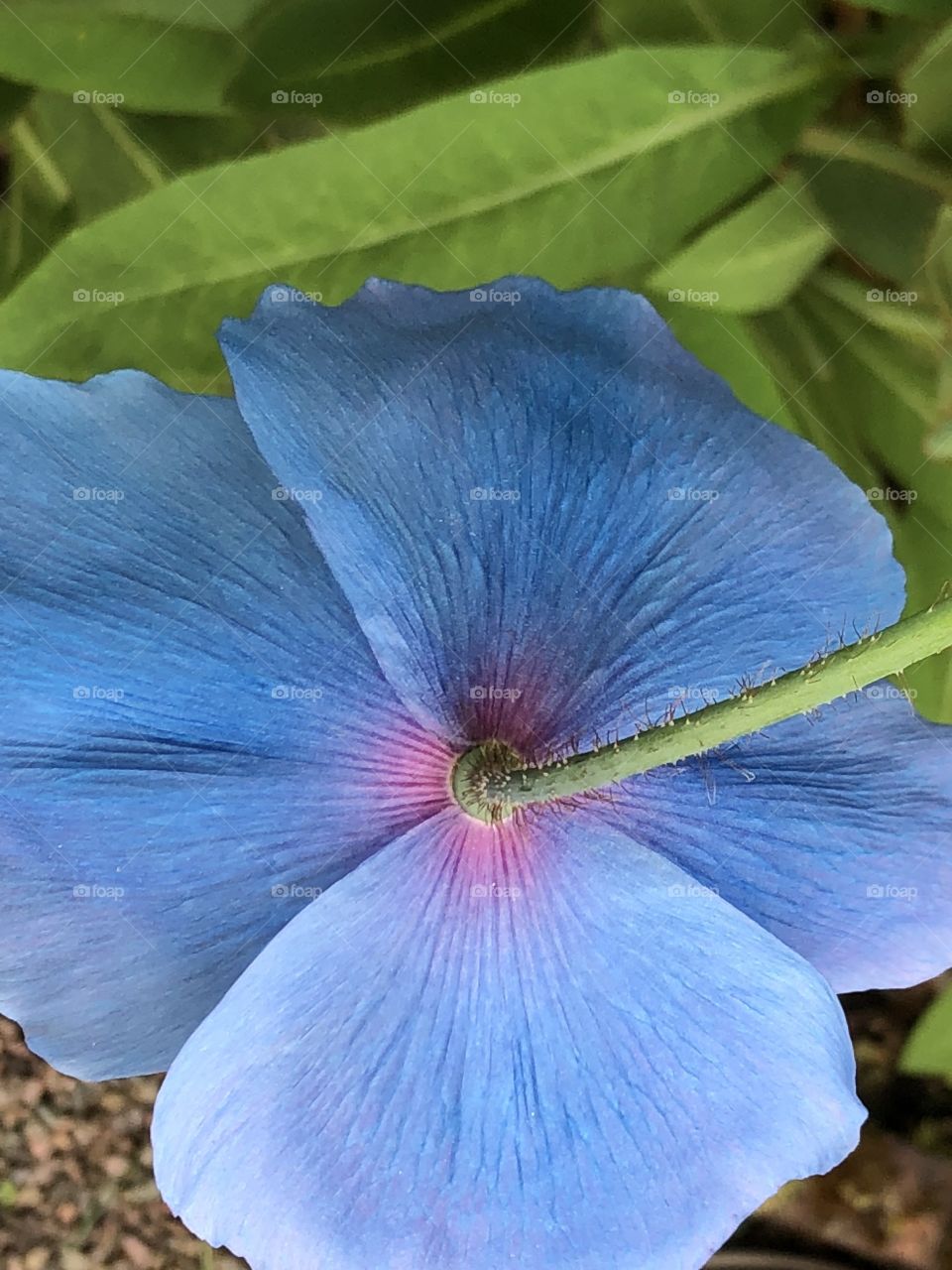 Hydrangea 