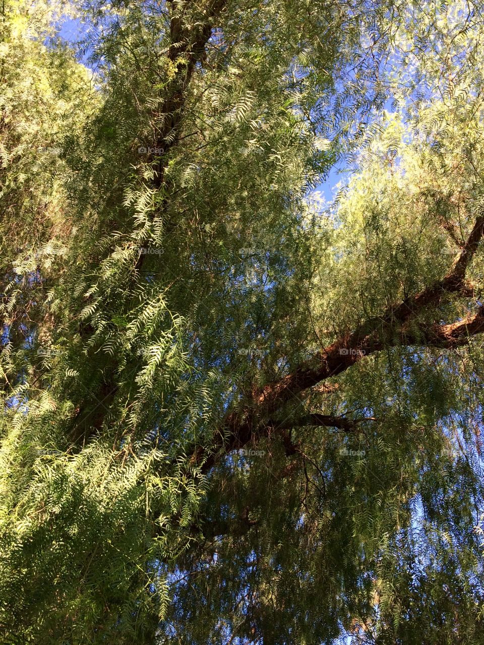 Tree in California 