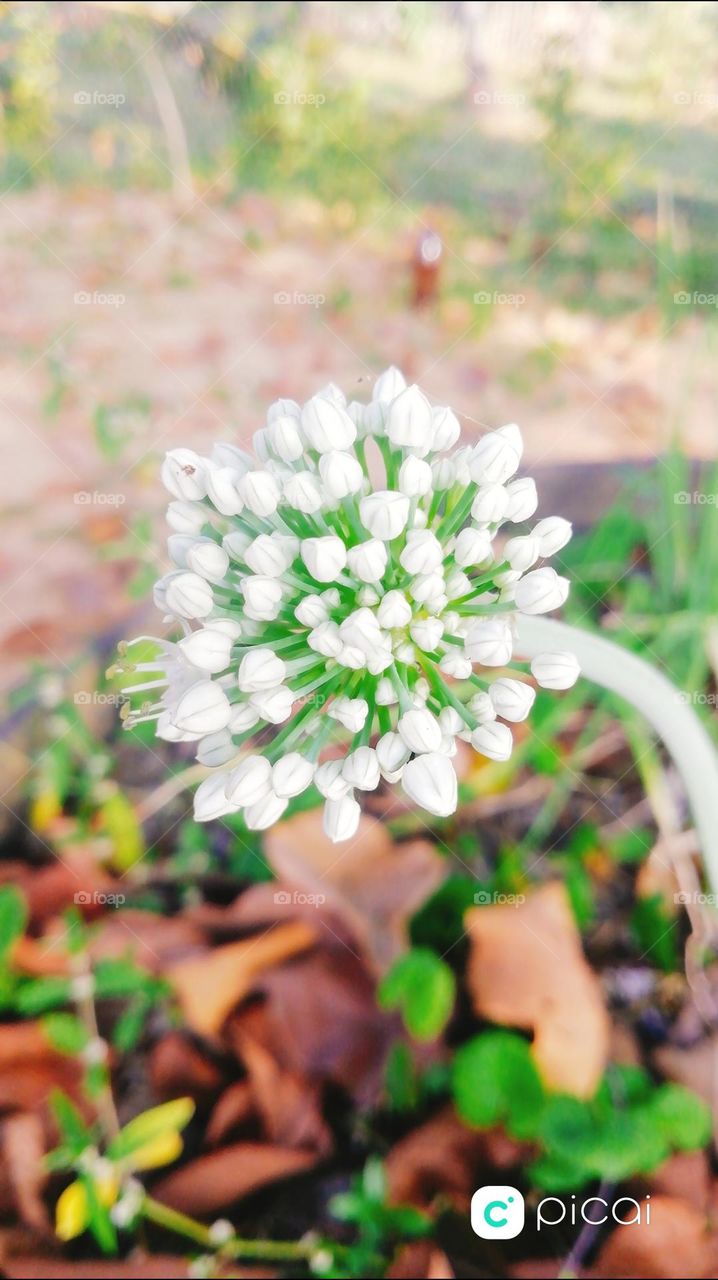 White zoom flowers