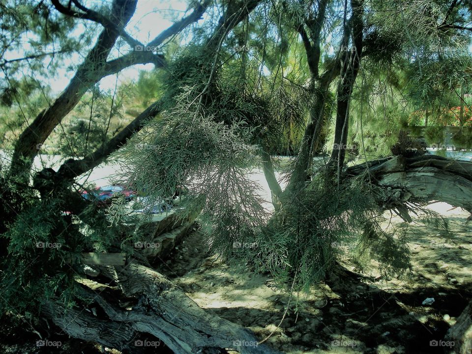 antiparos trees Greece