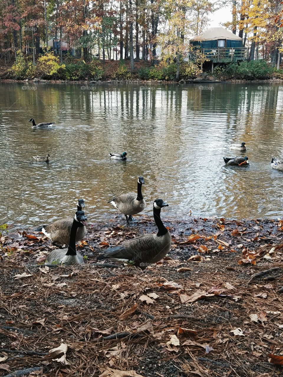 Curious Ducks
