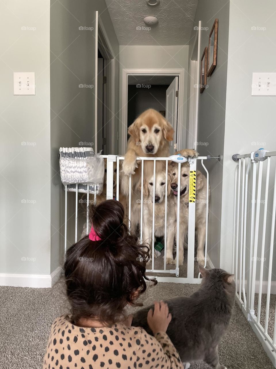 Toddler girl pets cats as many dogs watch, jealous dogs watch cat get attention, little girl curious about animals 