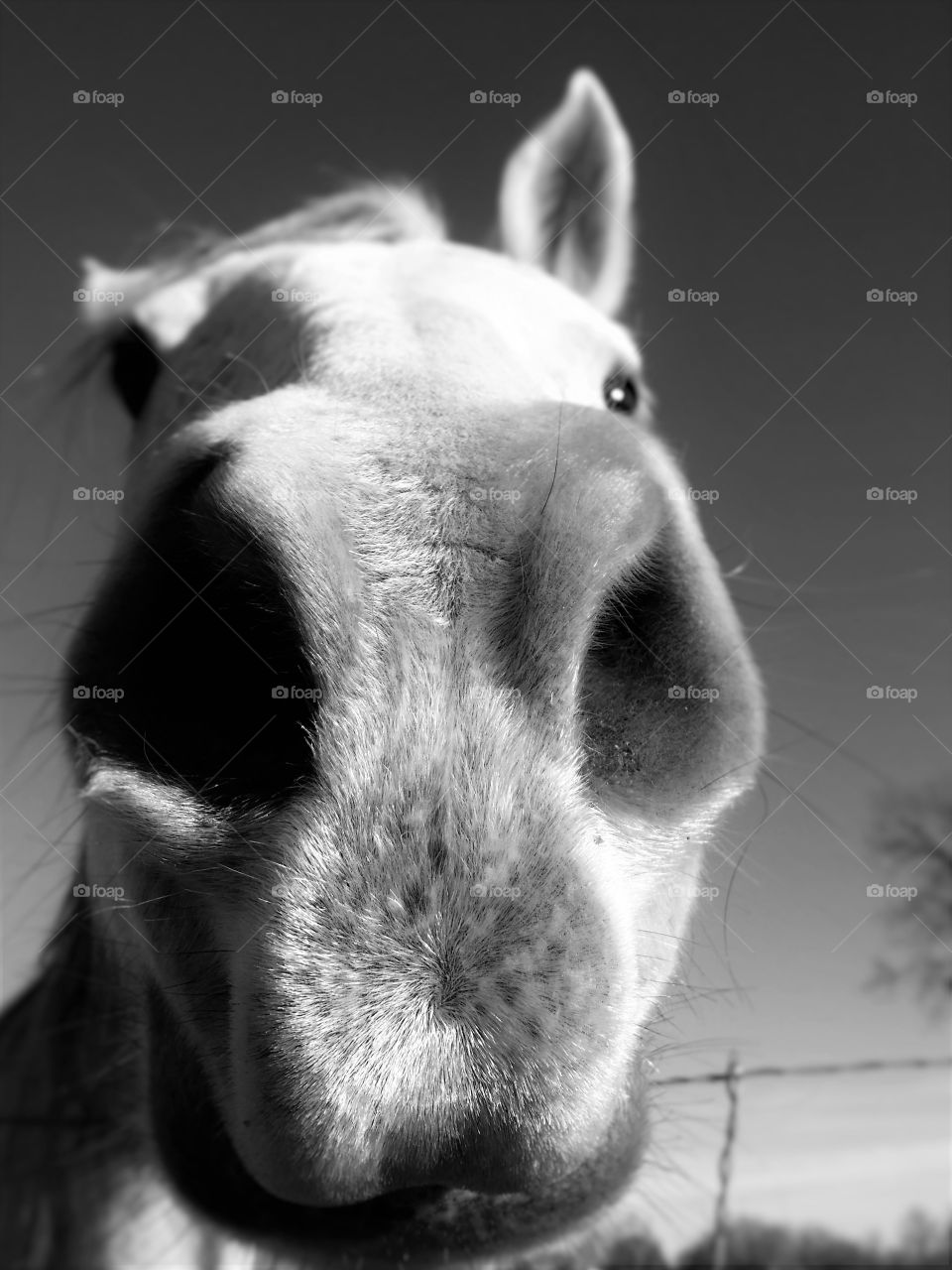 Horse Nose