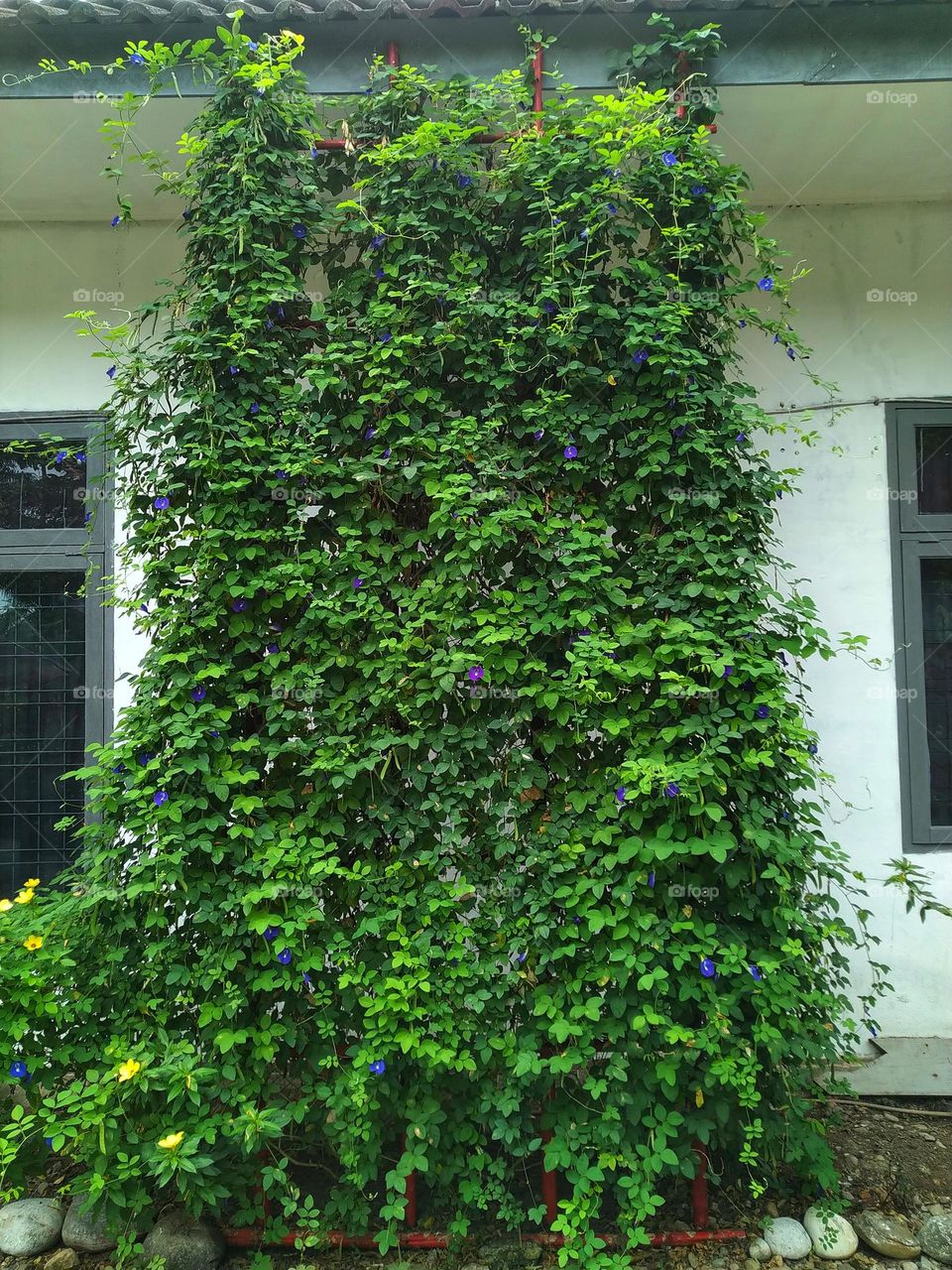 Clitoria ternatea plants are grown as vines to protect the house from the sun.