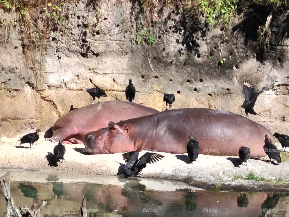 Hippos and Friends