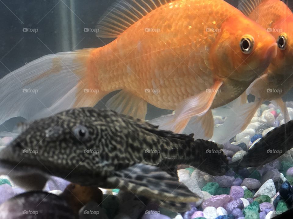 Fish (Fancy and Murphy)