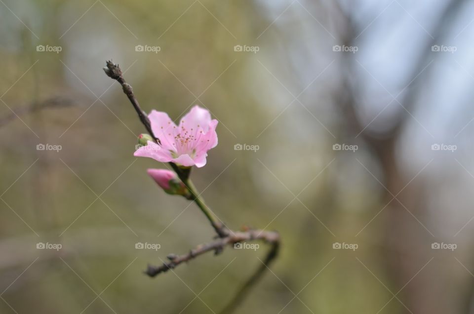 blossoms