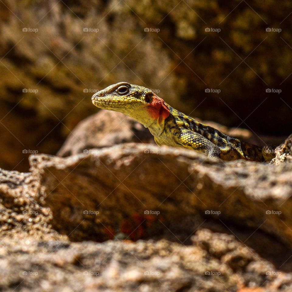colorful Himalayan rock agama