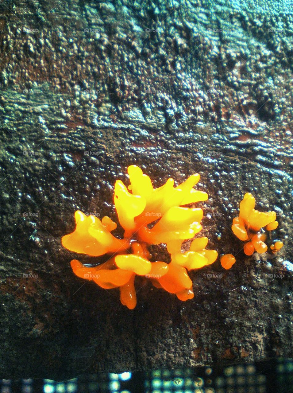 Yellow Fungus on wood, that's rarely half an inch