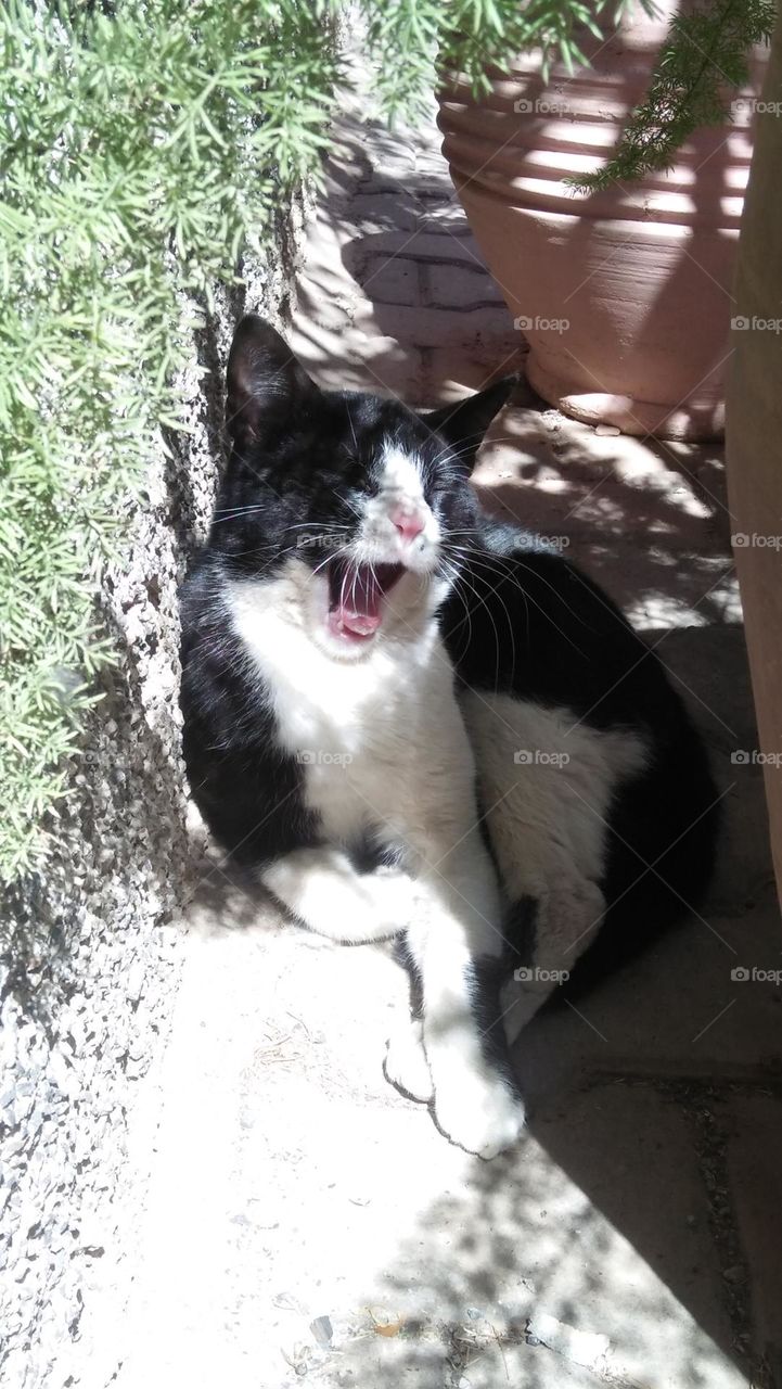 Black and white cat.