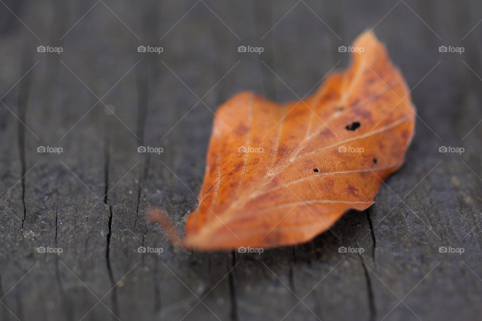 Brown leaf on the wooden background