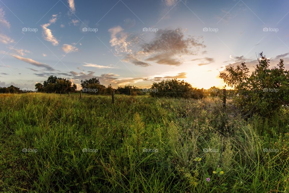 Sunlight over landscape, Florida