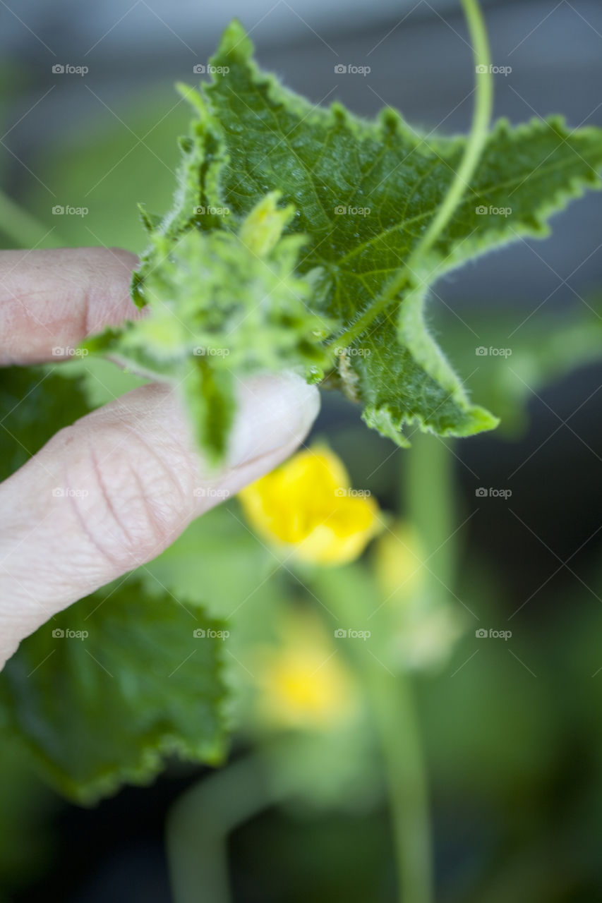 Hand holding green leaf