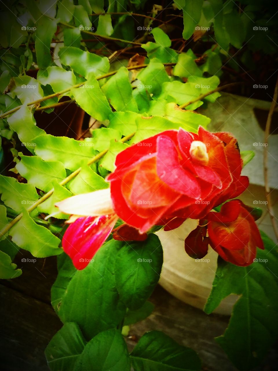 Vibrant Mature Shrimp Plant