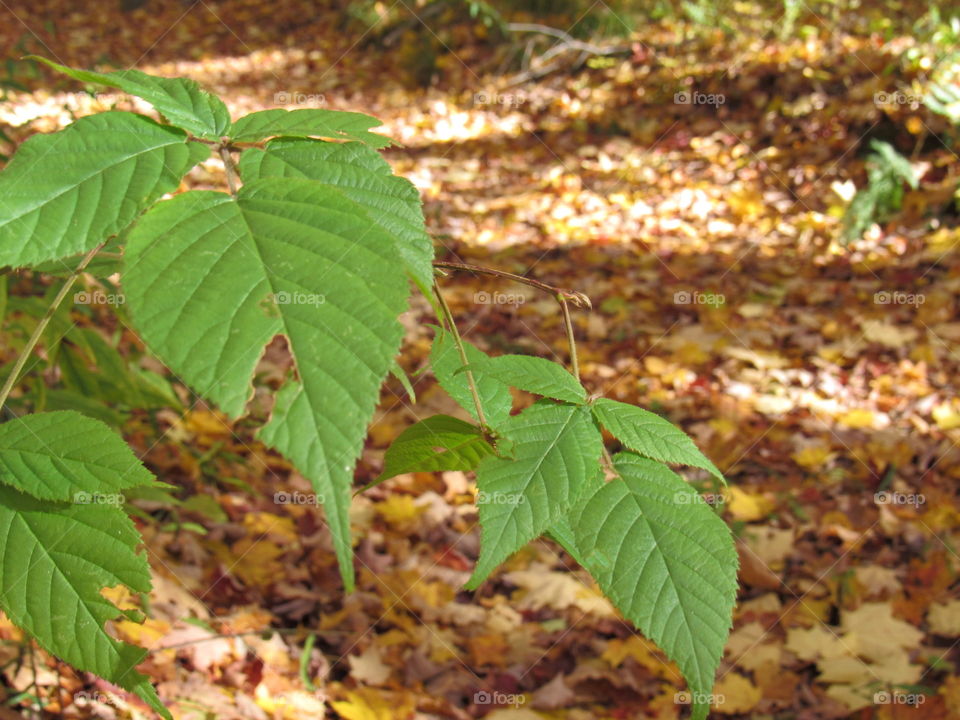 Leaves with fall background