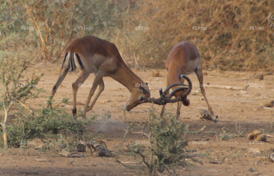 Impalas butting heads