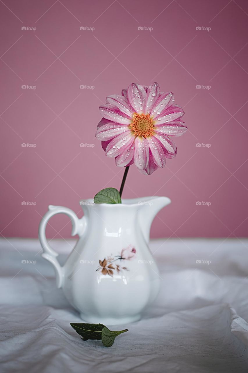 Pink flower in vintage porcelain pitcher against pink background. 