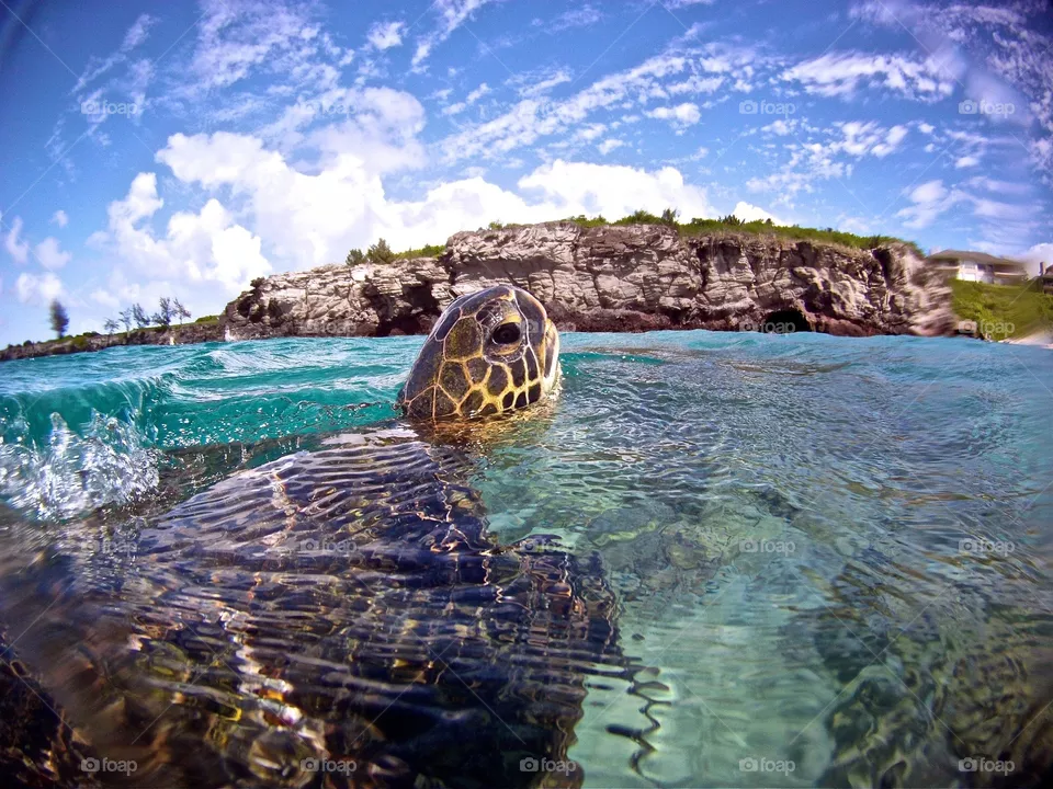Honu 