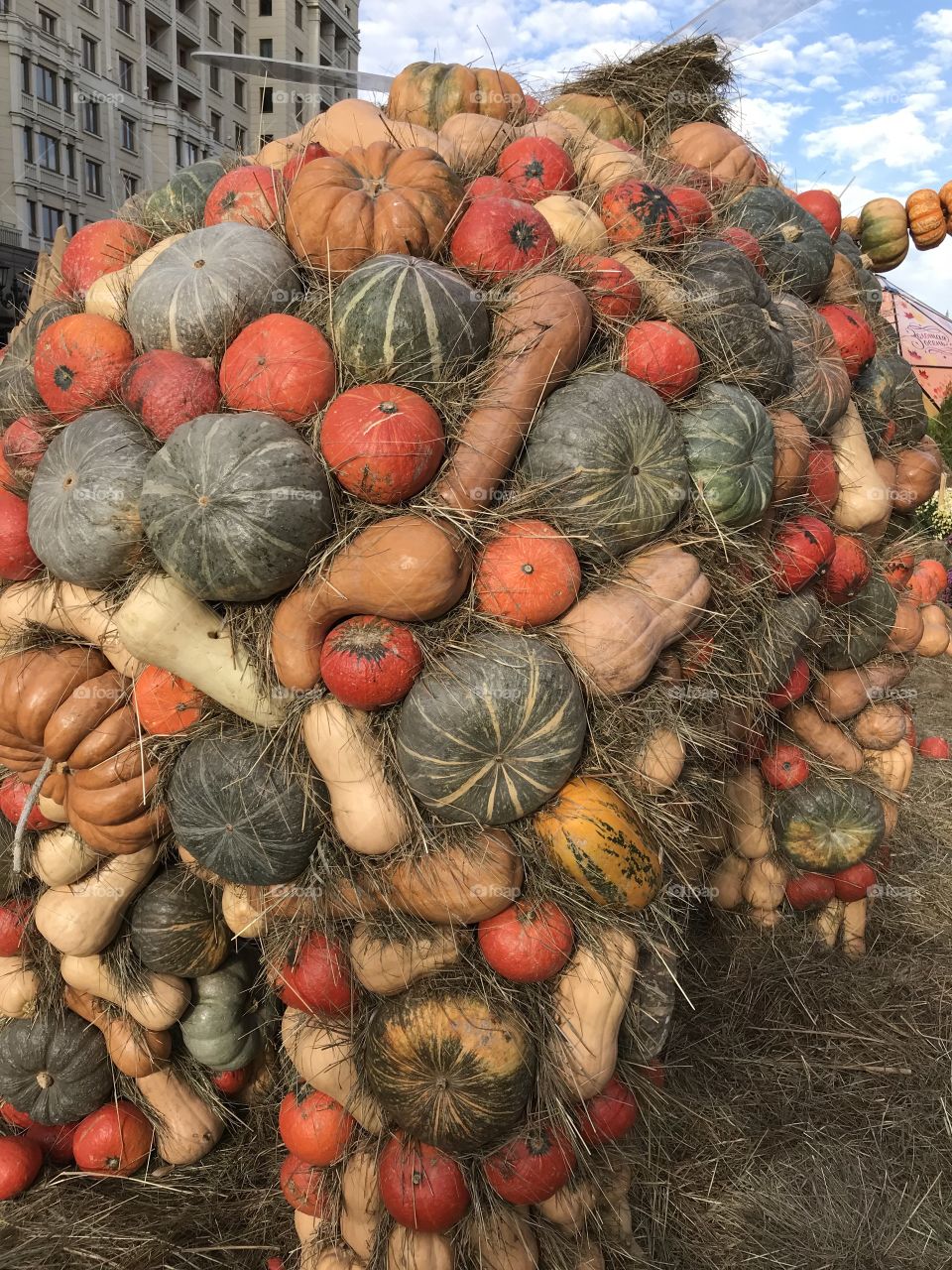 Pumpkins 