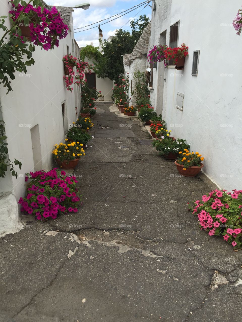 Alley with flowers