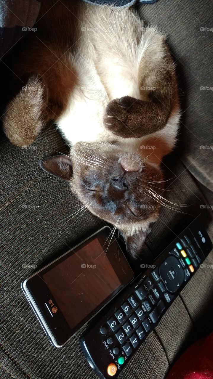 Gato dormindo. Conforto, sofá...