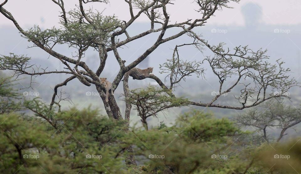 Two leopards relaxing on tree