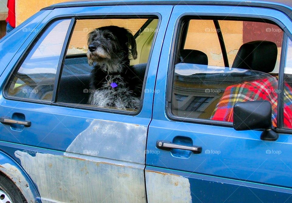 Sad doggy waiting for his owner in the car 