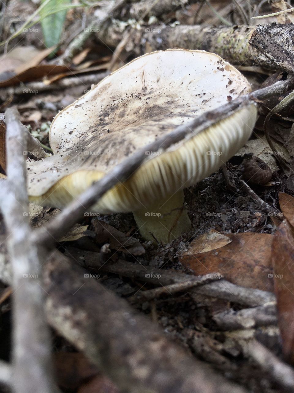 Mushroom in the woods 